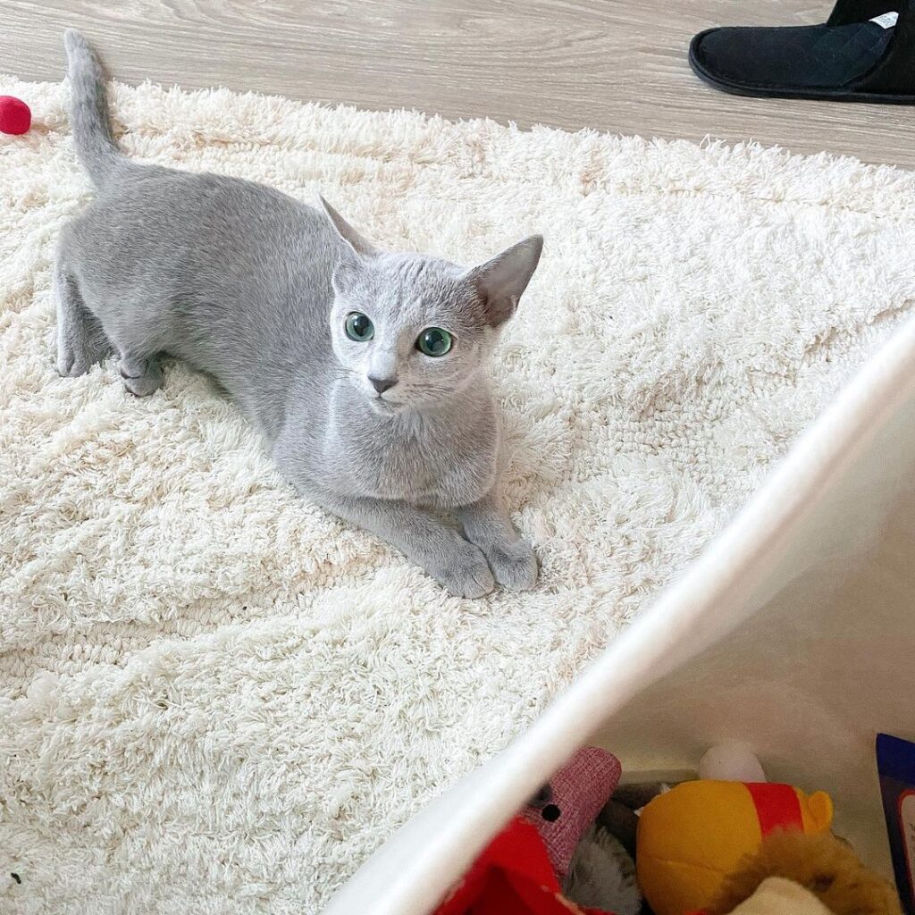 Russian Blue Kitten Near me