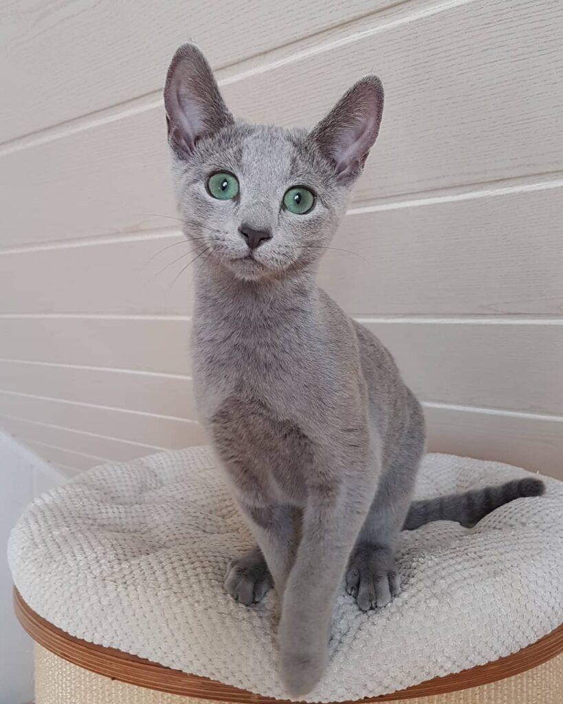 Russian Blue kitten for sale