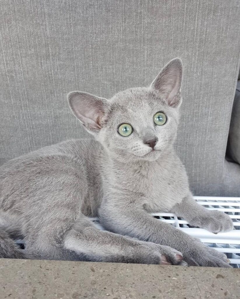 Russian Blue Kittens for Sale